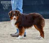 Roscoe, a male Miniature Australian Shepherd and Miniature American Shepherd for sale in Baker City, OR – Photo 5 of 5