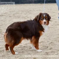 Roscoe, a male Miniature Australian Shepherd and Miniature American Shepherd for sale in Baker City, OR – Photo 4 of 5