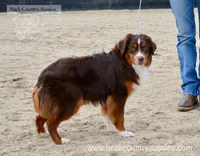 Roscoe, a male Miniature Australian Shepherd and Miniature American Shepherd for sale in Baker City, OR – Photo 4 of 5