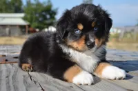 BTM-1, a male Miniature Australian Shepherd and Miniature American Shepherd for sale in Baker City, OR – 5 of 9