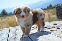 RMM-2, a male Miniature Australian Shepherd and Miniature American Shepherd for sale in Baker City, OR – 5 of 5