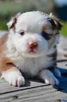 RMF-3, a female Miniature Australian Shepherd for sale in Baker City, OR – 4 of 5