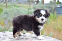 BTM-3, a male Miniature Australian Shepherd for sale in Baker City, OR – 9 of 9