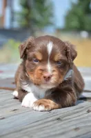 RTM-2, a male Miniature Australian Shepherd and Miniature American Shepherd for sale in Baker City, OR – 5 of 7