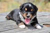 BTM-1, a male Miniature Australian Shepherd and Miniature American Shepherd for sale in Baker City, OR – 9 of 9