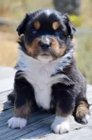 BTM-1, a male Miniature Australian Shepherd and Miniature American Shepherd for sale in Baker City, OR – 8 of 9