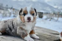 BMM-1, a male Miniature Australian Shepherd and Miniature American Shepherd for sale in Baker City, OR – Photo 3 of 5