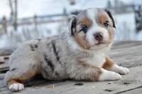 BMM-1, a male Miniature Australian Shepherd and Miniature American Shepherd for sale in Baker City, OR – Photo 5 of 5
