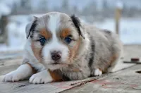 BMM-1, a male Miniature Australian Shepherd and Miniature American Shepherd for sale in Baker City, OR – Photo 4 of 5