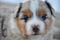 BMM-1, a male Miniature Australian Shepherd and Miniature American Shepherd for sale in Baker City, OR – Photo 2 of 5