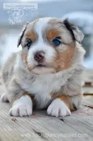 BMM-1, a male Miniature Australian Shepherd and Miniature American Shepherd for sale in Baker City, OR – Photo 1 of 5