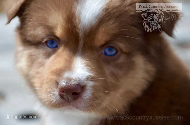 RTF-4 – Miniature Australian Shepherd puppy for sale in Baker City, OR