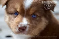 RTF-4, a female Miniature Australian Shepherd for sale in Baker City, OR – 1 of 10