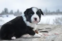 BTF-4, a female Miniature Australian Shepherd and Miniature American Shepherd for sale in Baker City, OR – Photo 5 of 5