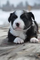 BTF-4, a female Miniature Australian Shepherd and Miniature American Shepherd for sale in Baker City, OR – Photo 1 of 5