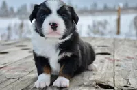 BTF-4, a female Miniature Australian Shepherd and Miniature American Shepherd for sale in Baker City, OR – Photo 2 of 5