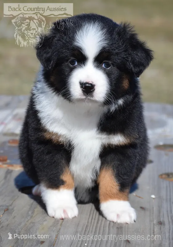 BTF-4 – Miniature Australian Shepherd, Miniature American Shepherd puppy for sale in Baker City, OR