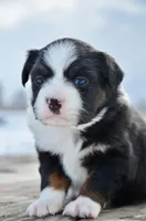 BTF-4, a female Miniature Australian Shepherd and Miniature American Shepherd for sale in Baker City, OR – Photo 4 of 5