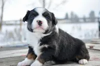 BTF-4, a female Miniature Australian Shepherd and Miniature American Shepherd for sale in Baker City, OR – Photo 3 of 5