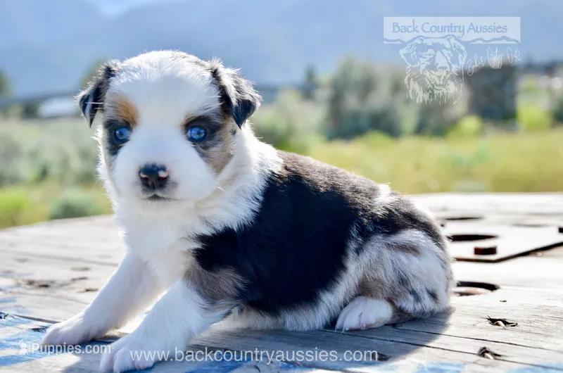 BMF-2 – Miniature Australian Shepherd puppy for sale in Baker City, OR
