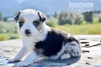 BMF-2, a female Miniature Australian Shepherd for sale in Baker City, OR – 1 of 4