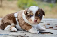 RMF-1, a female Miniature Australian Shepherd and Miniature American Shepherd for sale in Baker City, OR – 7 of 9