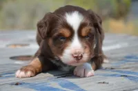 RTM-2, a male Miniature Australian Shepherd and Miniature American Shepherd for sale in Baker City, OR – 5 of 7