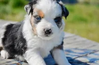 BMF-2, a female Miniature Australian Shepherd for sale in Baker City, OR – 2 of 4