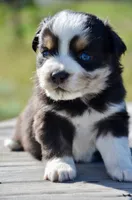 BTM-3, a male Miniature Australian Shepherd for sale in Baker City, OR – 4 of 4