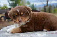 RTM-2, a male Miniature Australian Shepherd and Miniature American Shepherd for sale in Baker City, OR – 3 of 7