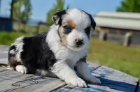BMF-2, a female Miniature Australian Shepherd for sale in Baker City, OR – 3 of 4