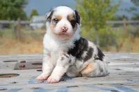 BMM-1, a male Miniature Australian Shepherd and Miniature American Shepherd for sale in Baker City, OR – 6 of 10