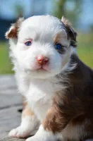 RMF-3, a female Miniature Australian Shepherd for sale in Baker City, OR – 2 of 5