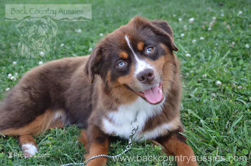 Paulie – Miniature Australian Shepherd, Miniature American Shepherd puppy for sale in Baker City, OR