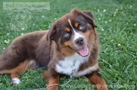 Paulie, a female Miniature Australian Shepherd and Miniature American Shepherd for sale in Baker City, OR – 1 of 4