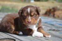 RTM-2, a male Miniature Australian Shepherd and Miniature American Shepherd for sale in Baker City, OR – 7 of 7
