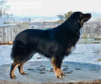 Raven, a female Miniature Australian Shepherd for sale in Baker City, OR – 3 of 5