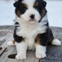 BTF-2, a female Miniature Australian Shepherd and Miniature American Shepherd for sale in Baker City, OR – Photo 9 of 10