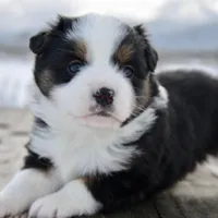 BTF-2, a female Miniature Australian Shepherd and Miniature American Shepherd for sale in Baker City, OR – Photo 4 of 10