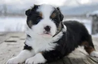 BTF-2, a female Miniature Australian Shepherd and Miniature American Shepherd for sale in Baker City, OR – Photo 1 of 8