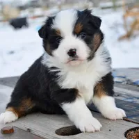 BTF-2, a female Miniature Australian Shepherd and Miniature American Shepherd for sale in Baker City, OR – Photo 6 of 10