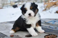 BTF-2, a female Miniature Australian Shepherd and Miniature American Shepherd for sale in Baker City, OR – Photo 4 of 8