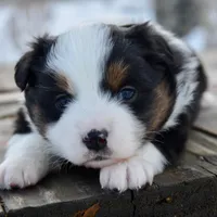 BTF-2, a female Miniature Australian Shepherd and Miniature American Shepherd for sale in Baker City, OR – Photo 8 of 10