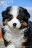 BTF-2, a female Miniature Australian Shepherd and Miniature American Shepherd for sale in Baker City, OR – Photo 2 of 10