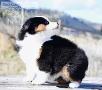 BTF-2, a female Miniature Australian Shepherd and Miniature American Shepherd for sale in Baker City, OR – Photo 3 of 10