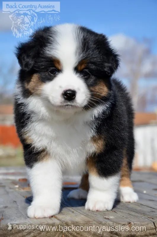BTF-2 – Miniature Australian Shepherd, Miniature American Shepherd puppy for sale in Baker City, OR