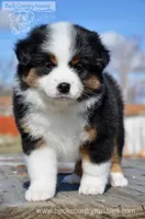 BTF-2, a female Miniature Australian Shepherd and Miniature American Shepherd for sale in Baker City, OR – Photo 1 of 10