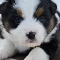 BTF-2, a female Miniature Australian Shepherd and Miniature American Shepherd for sale in Baker City, OR – Photo 7 of 10