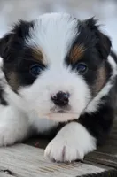 BTF-2, a female Miniature Australian Shepherd and Miniature American Shepherd for sale in Baker City, OR – Photo 5 of 8