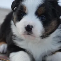 BTF-2, a female Miniature Australian Shepherd and Miniature American Shepherd for sale in Baker City, OR – Photo 10 of 10